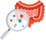 Probiotics and senior microbiota